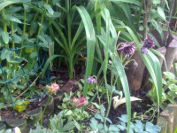 /album/rusticgarden/a12-6-018-jpg/